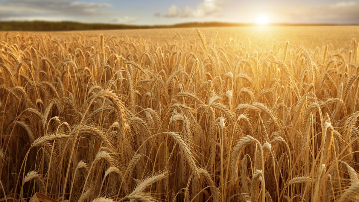 A field of ripe grain glistens in the summers sun.