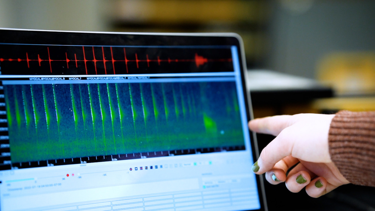 The two researchers record the animal’s echolocation to log and catalogue local bats.