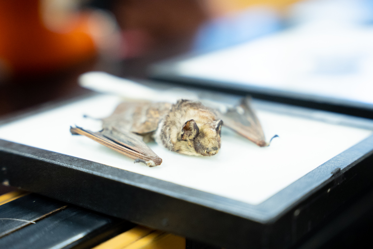 Preserved Bat