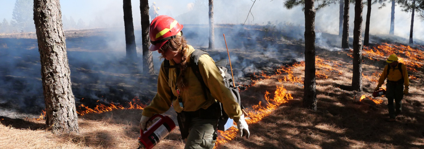 Woman wearing red helmet and yellow jacket setting fire to dry grass with a drip torch.