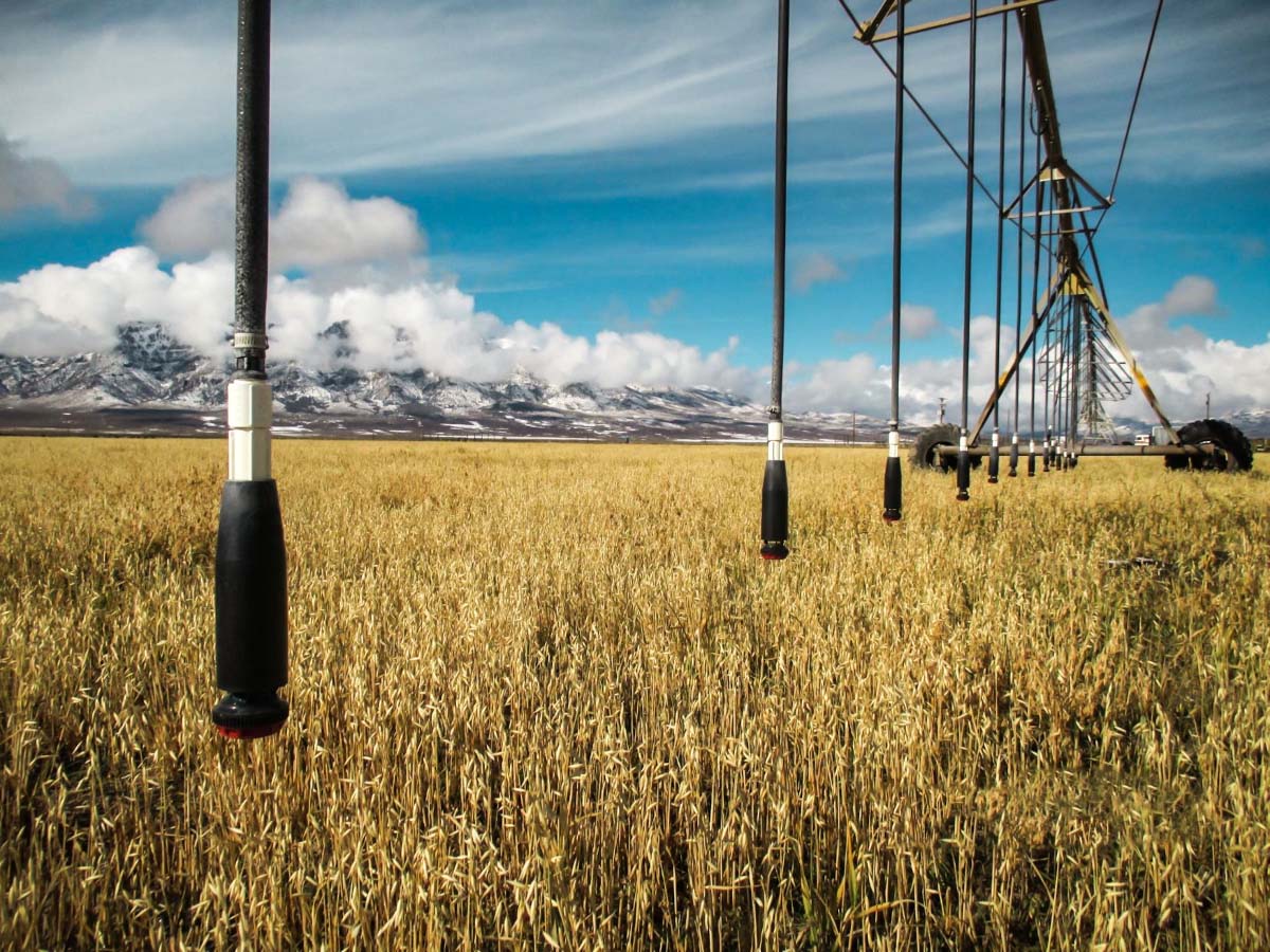 Water sprays from irrigation