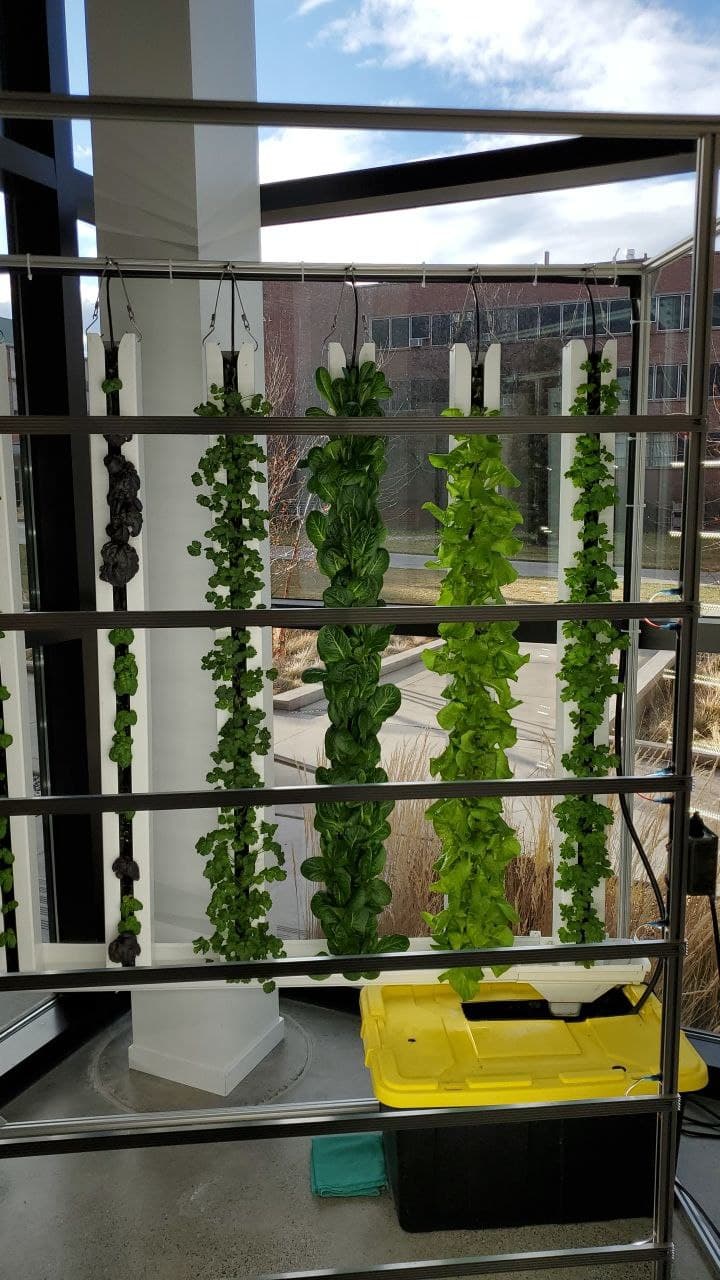 Lettuce grows in hydroponic production.