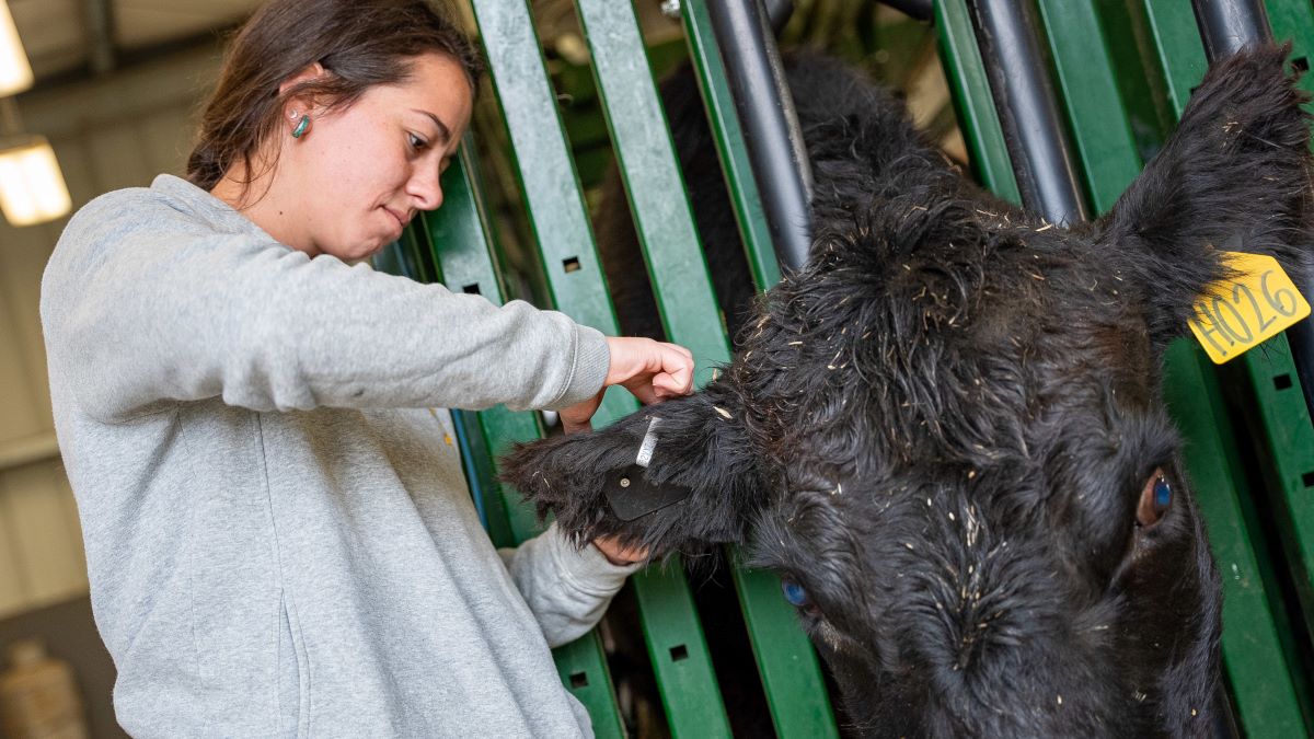 A UIdaho student installs a fence tag into the ear of a black cow.