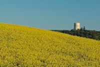 'Amanda' Rapeseed field