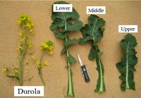 Durola Canola