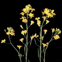 Sterling Canola