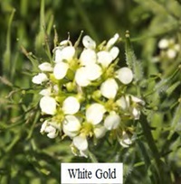 WhiteGold Mustard