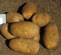 Summit Russet Potato