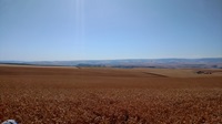 UI Palouse Wheat